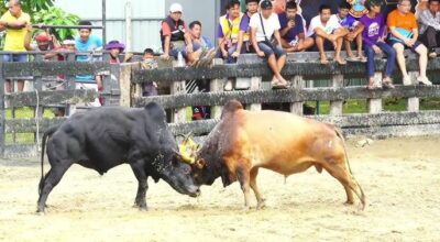 วัวชนเงินล้าน กิจกรรมเดิมพันวัวชน ด้วยเว็บริการเดิมพันขั้นต่ำ UFABET